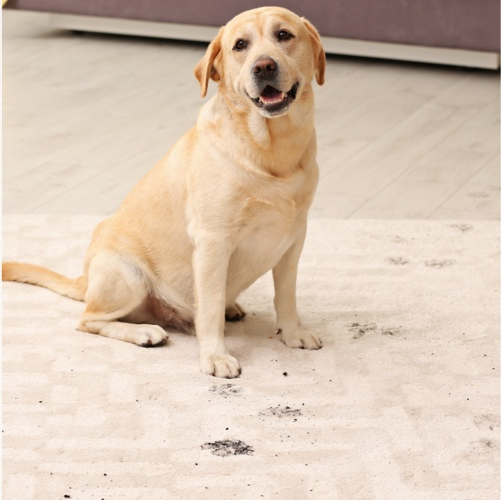 carpet-spills-img carpet-spills-img